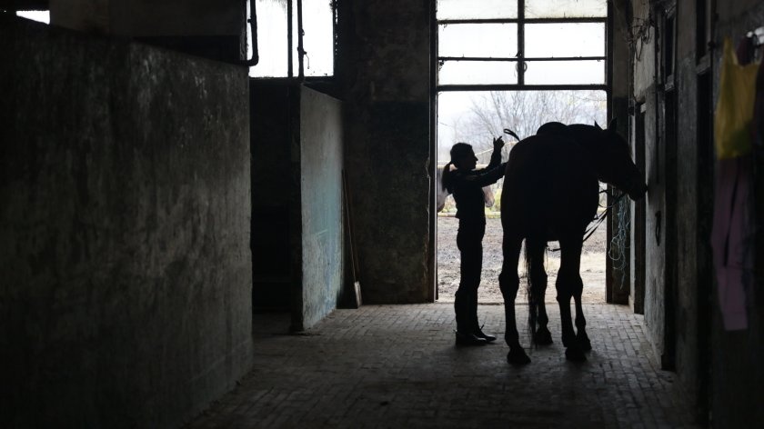 11 полицейски коня продадени на търг след дългогодишна служба