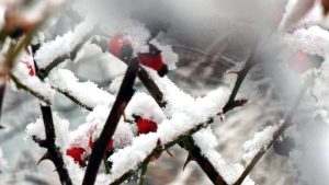 Екипите на „Електрохолд“ продължават борбата със снега: Десетки населени места остават без ток след обилен снеговалеж