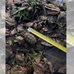 Екип на Сухопътни войски унищожи корозирала граната Ф1 в Плевен