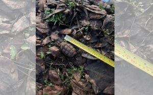 Екип на Сухопътни войски унищожи корозирала граната Ф1 в Плевен