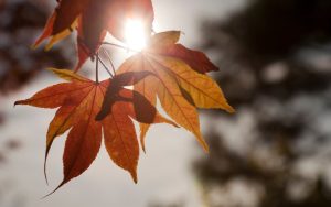 Времето до края на седмицата: Слънце и температури до 16 градуса