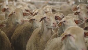 Първи случаи на чума по дребните преживни животни в Хърватия