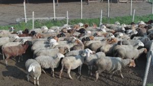 Надеждата възкръсва от пепелта: Фермер от Харманли възстанови стадото си след опустошителен пожар