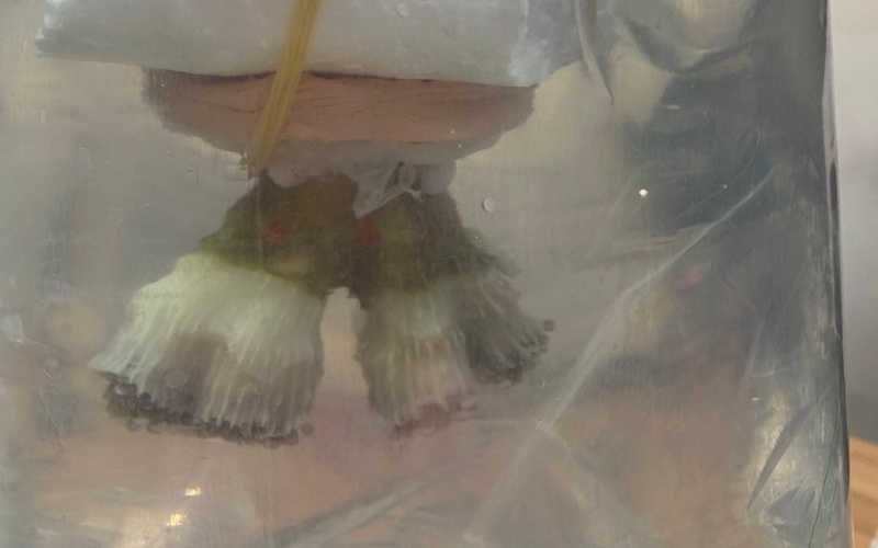 Живи корали, укрити в автобус, задържаха на ГКПП Капитан Андреево