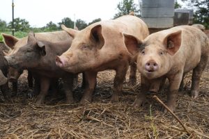 Критична фаза: Испания се бори с африканска чума по свинете в Каталуния