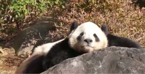 Япония остава без панди: Сяо Сяо и Лей Лей се връщат в Китай на фона на обтегнати отношения