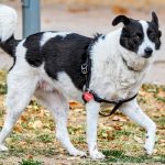 ЕС въвежда строги правила: Задължително чипиране и регистрация за кучета и котки