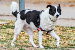 ЕС въвежда строги правила: Задължително чипиране и регистрация за кучета и котки