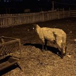 Цените на селскостопански продукти в ЕС нарастват с 3% през 2025 г.