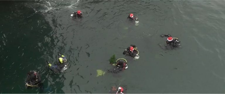 Водолази от Бургас и Варна отбелязаха Бъдни вечер с традиционно гмуркане за здраве Водолази от Бургас и Варна отбелязаха Бъдни вечер с традиционно гмуркане за здраве