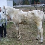 Последният общински кон Камен: История на раздяла и достойнство