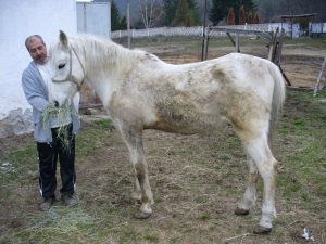 Последният общински кон Камен: История на раздяла и достойнство