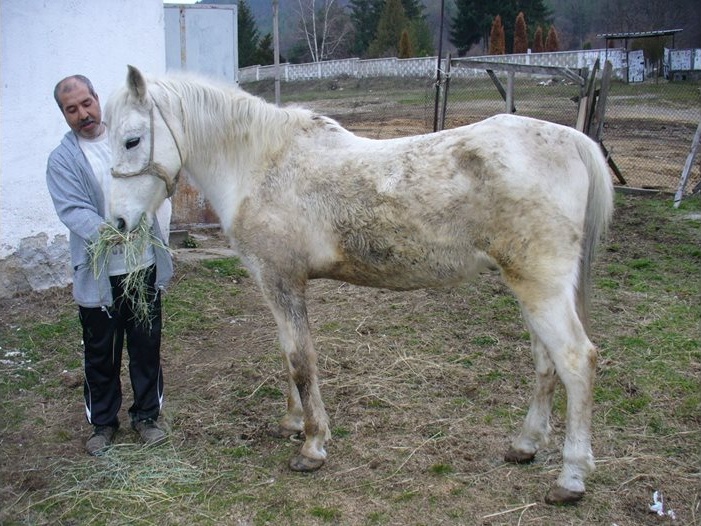Последният общински кон Камен: История на раздяла и достойнство