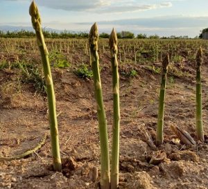 Аспержите се завръщат: От „буржоазен“ зеленчук до пазарен хит