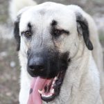 Мъж застреля 50-килограмово куче с оптична пушка край Българово