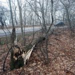 Трагедия на Витоша: Дърво уби майка на две деца, повдига въпроси за отговорността