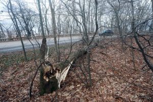 Трагедия на Витоша: Дърво уби майка на две деца, повдига въпроси за отговорността