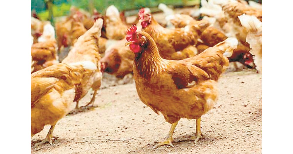 Две огнища на птичи грип са открити край Пловдив и Пазарджик