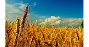 Цените на зърнените култури се стабилизираха на борсите, петролът се възстанови