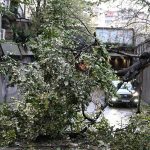 Община Пловдив плаща 2378 евро за потрошен товарен автомобил от паднало дърво