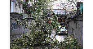 Община Пловдив плаща 2378 евро за потрошен товарен автомобил от паднало дърво