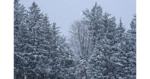 Снежна буря парализира Русенско: 20 см сняг и населени места без ток