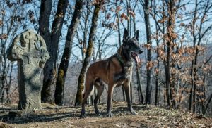 Колт: Шампионът, който покори киното в сериала „Мамник“