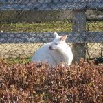 Коледни елхи носят радост и храна на обитателите в Зооцентъра в Добрич