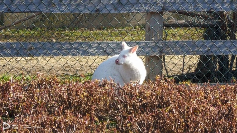 Коледни елхи носят радост и храна на обитателите в Зооцентъра в Добрич