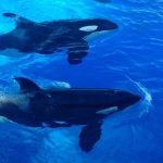 Косатки омагьосаха десетки жители на Западен Сиатъл