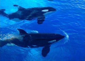 Косатки омагьосаха десетки жители на Западен Сиатъл