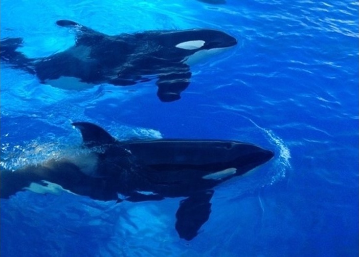 Косатки омагьосаха десетки жители на Западен Сиатъл