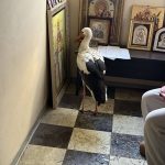 Щъркел потърси спасение от студа в параклис във Ветрен