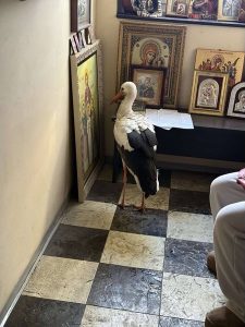 Щъркел потърси спасение от студа в параклис във Ветрен