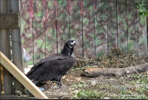 Масово отравяне на лешояди в Котлен: Застрашено е възстановяването на вида