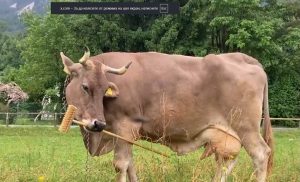 Австрийска крава изненада учени: Вероника използва инструменти като шимпанзе