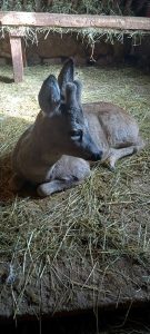 Горски служители спасиха едногодишен сръндак край Симитли-Банско