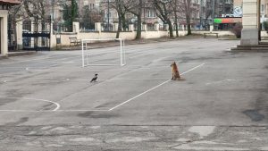 Необичаен гост: Лисица се разходи в двора на 6-о училище в центъра на София