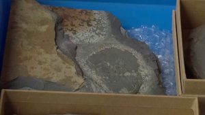 Китайски вкаменелости разкриха първото масово измиране в историята на Земята