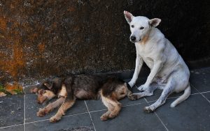 Кампанията „100 стотинки“ дава шанс на бездомните животни в цялата страна