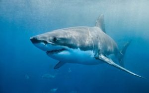 Трагедия в Бразилия: 13-годишно момче загина след нападение от акула