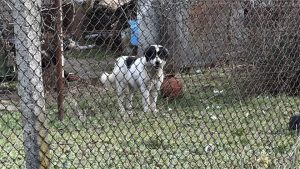 Агресивно куче нахапа млада жена и нейния любимец в Казанлък