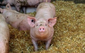 Криза в Румъния: Умъртвиха 6000 прасета в окръг Арад заради африканска чума