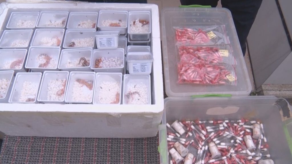 Екзотични спасители: Терариумът в Минерални бани приюти контрабандни гекони и тарантули