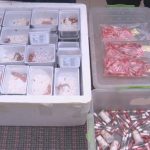 Екзотични спасители: Терариумът в Минерални бани приюти контрабандни гекони и тарантули