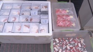 Екзотични спасители: Терариумът в Минерални бани приюти контрабандни гекони и тарантули