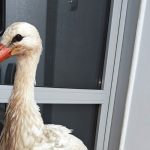 Премръзнал щъркел, спасен в бургаски параклис, вече е добре