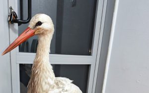 Премръзнал щъркел, спасен в бургаски параклис, вече е добре