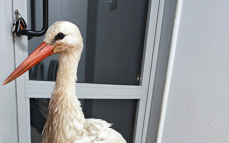 Премръзнал щъркел, спасен в бургаски параклис, вече е добре