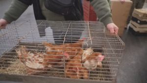 Французите масово отглеждат кокошки за пресни яйца и устойчив живот